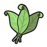 复活草