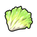 生菜