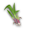 疗草
