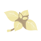 认真薄荷