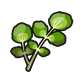 豆瓣菜
